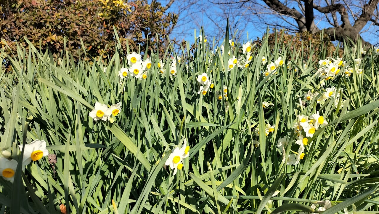 公園内の水仙