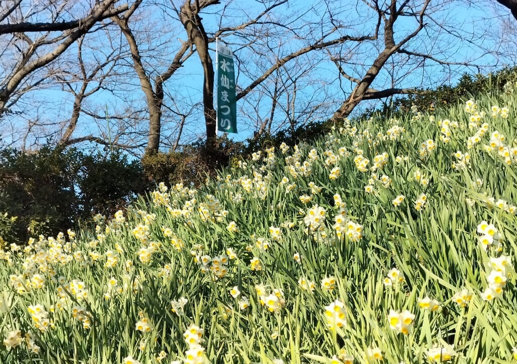 水仙とのぼり