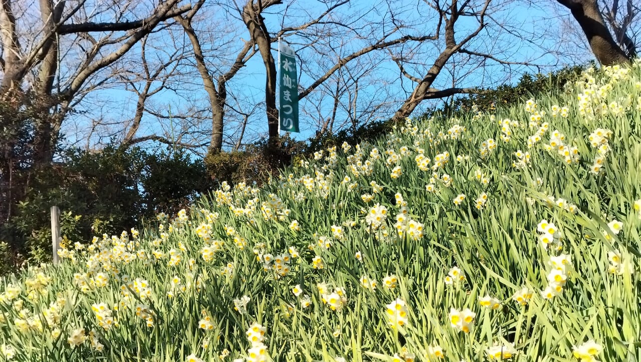 水仙とのぼり