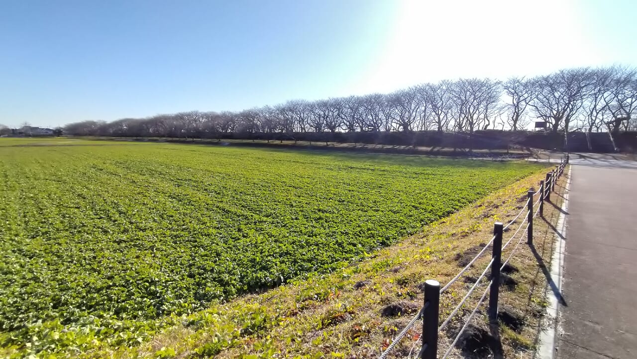 県営権現堂公園内