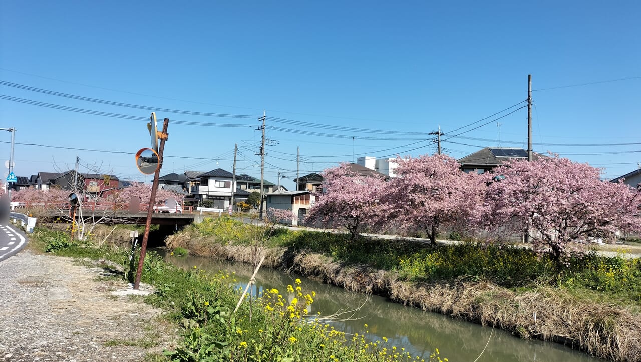 青毛堀川沿いの河津桜