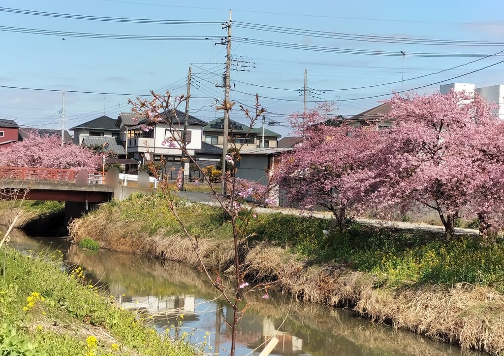 久喜市青毛堀川の河津桜