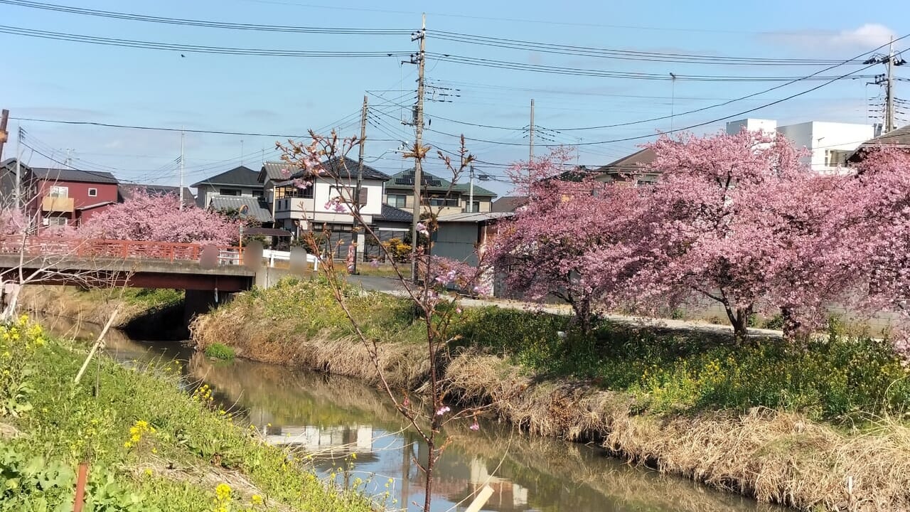 久喜市青毛堀川の河津桜