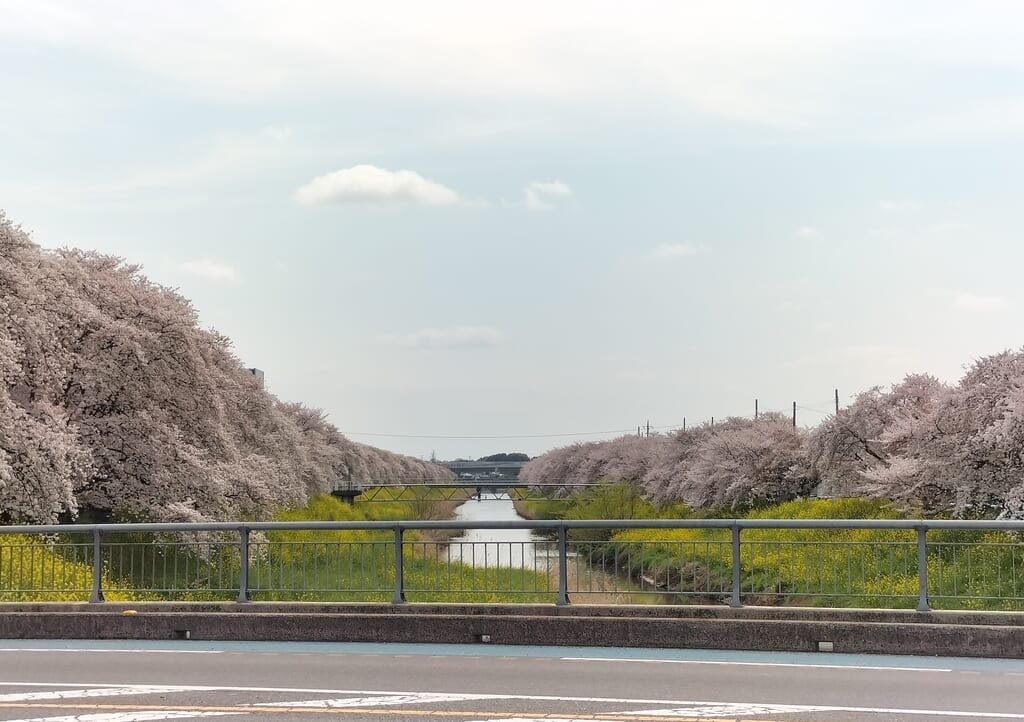 青毛堀川周辺の季節の花