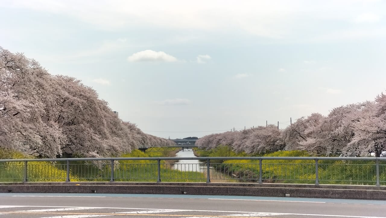 青毛堀川周辺の季節の花