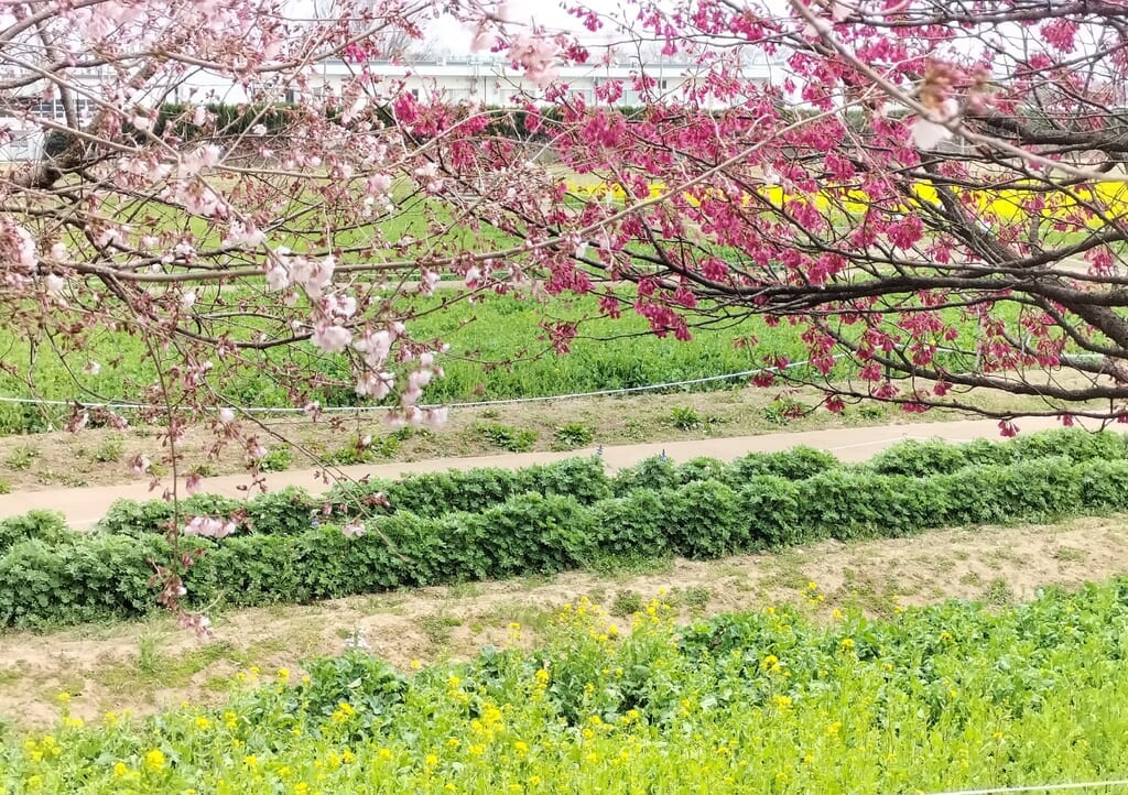 河津桜とカンヒザクラなど