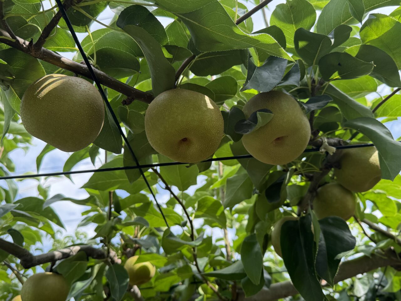 菖蒲町の長谷川農園の梨畑