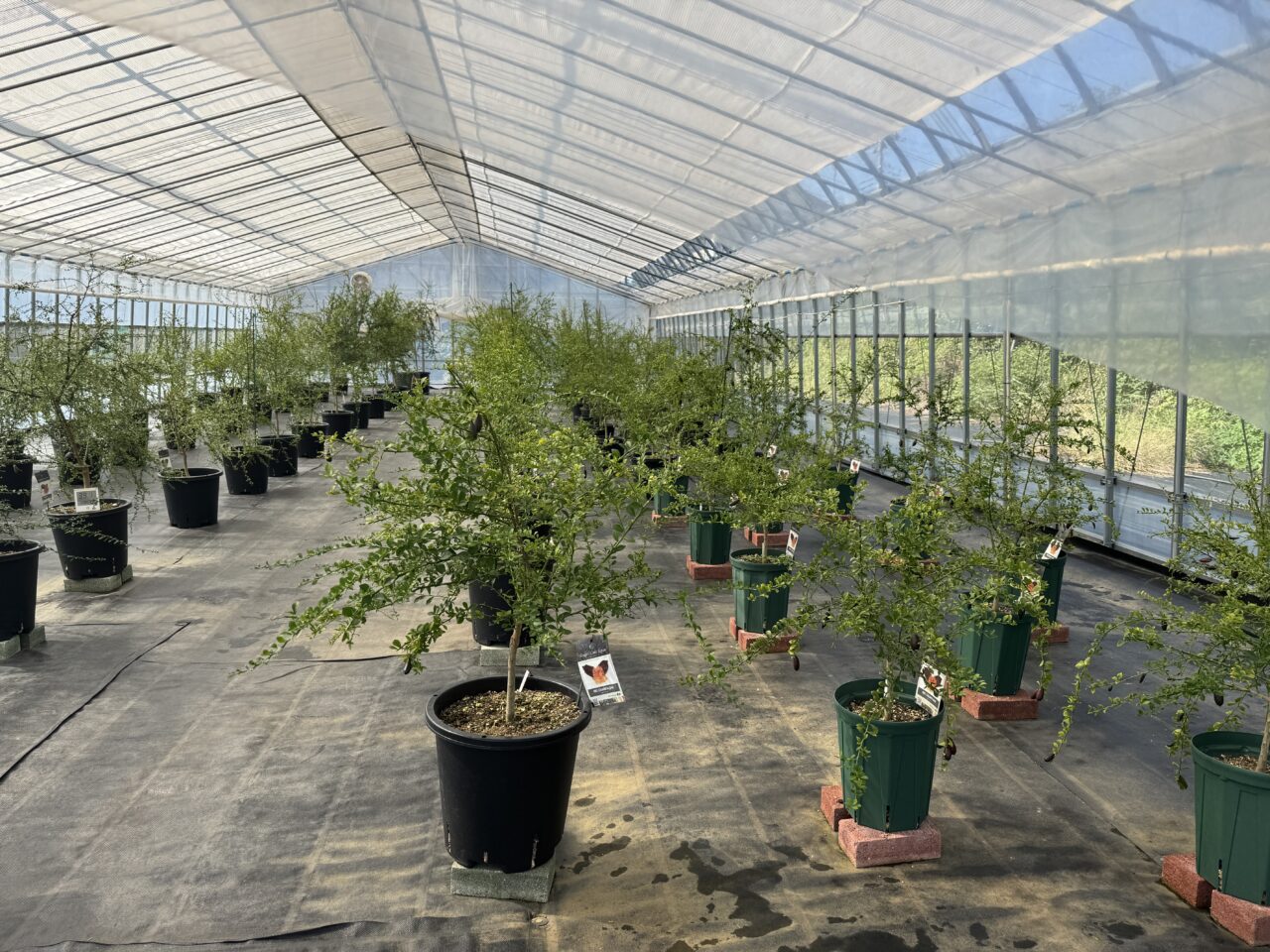 久喜市菖蒲のHARESORAFArMでフィンガーライムやブルーベリー狩り