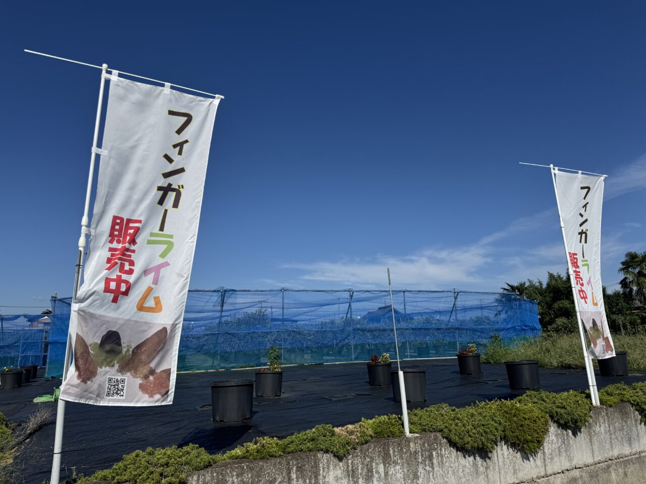 久喜市菖蒲町のハレソラファームではブルーベリー狩りとフィンガーライムの販