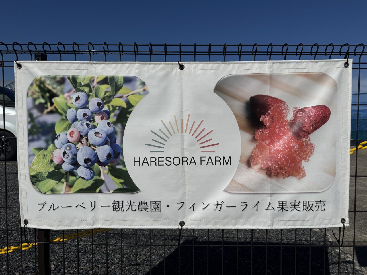 久喜市菖蒲のHARESORAFArMでフィンガーライムやブルーベリー狩り