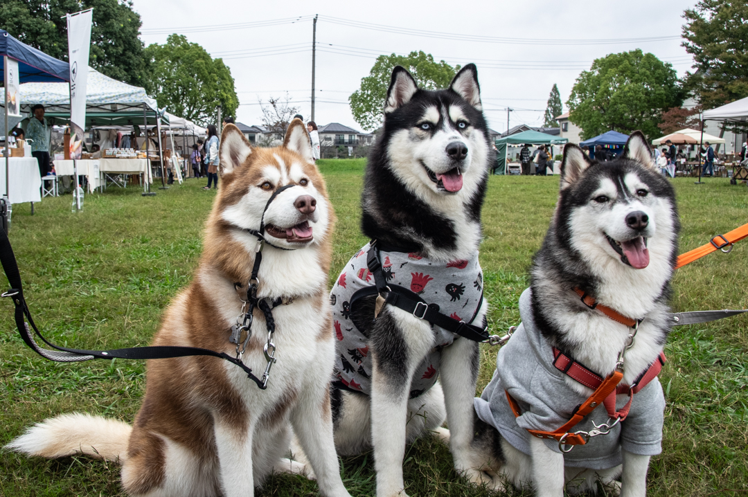 埼玉県久喜市南栗橋で行われた久喜マルシェのクラルテ