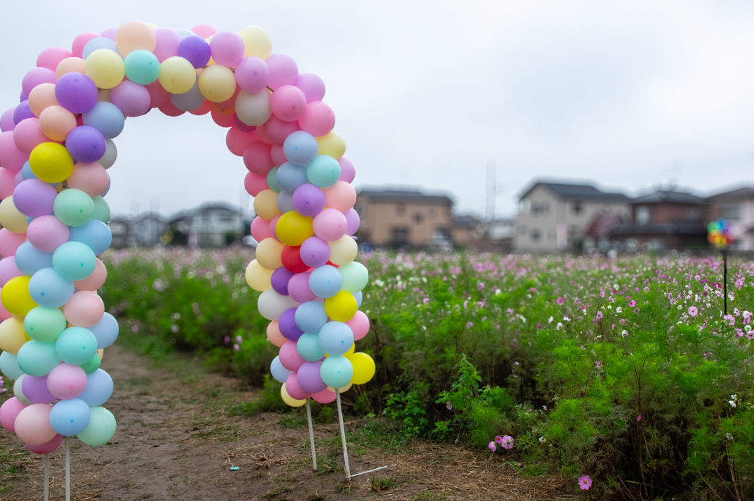 わしのみやコスモスフェスタ2025年令和7年度