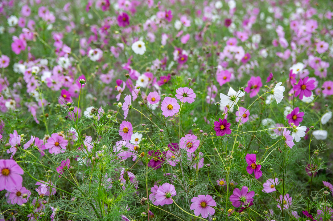 わしのみやコスモスフェスタ2025年令和7年度