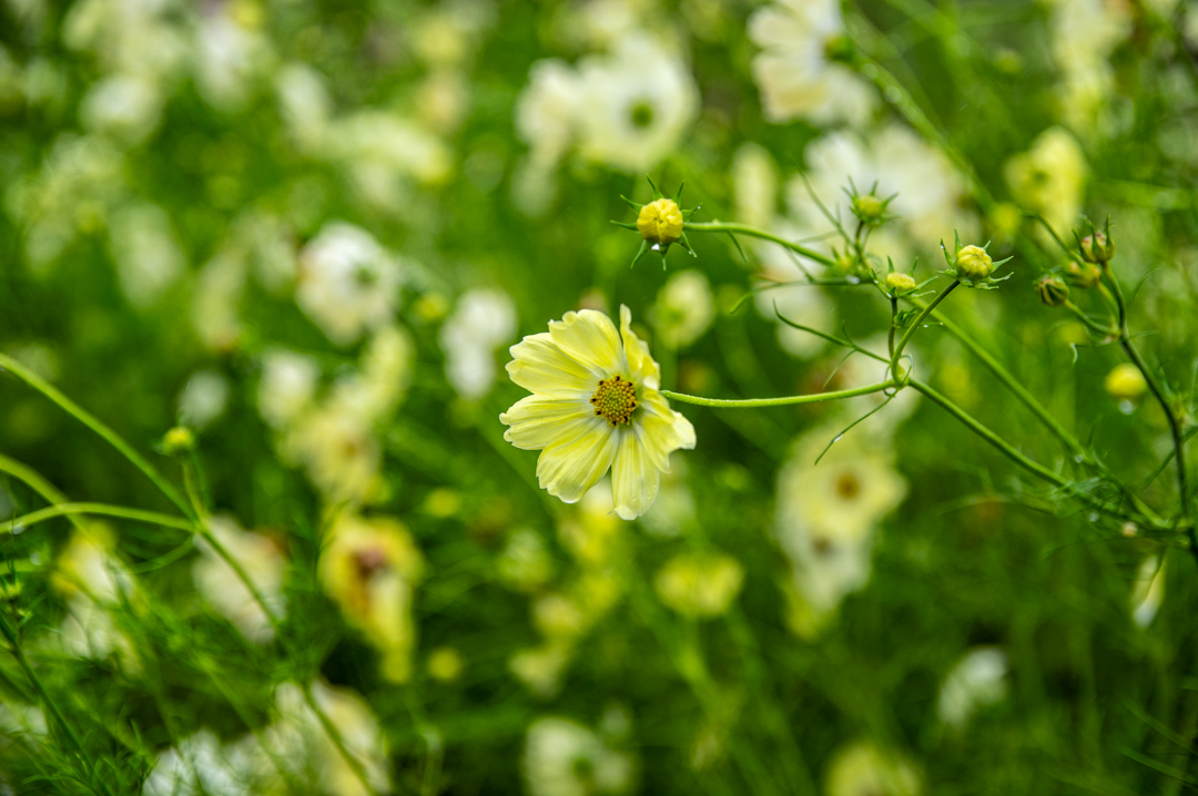 わしのみやコスモスフェスタ2025年令和7年度