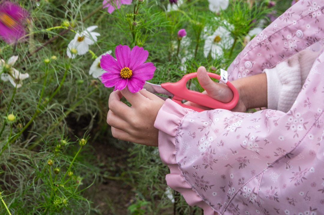 わしのみやコスモスフェスタ2025年令和7年度