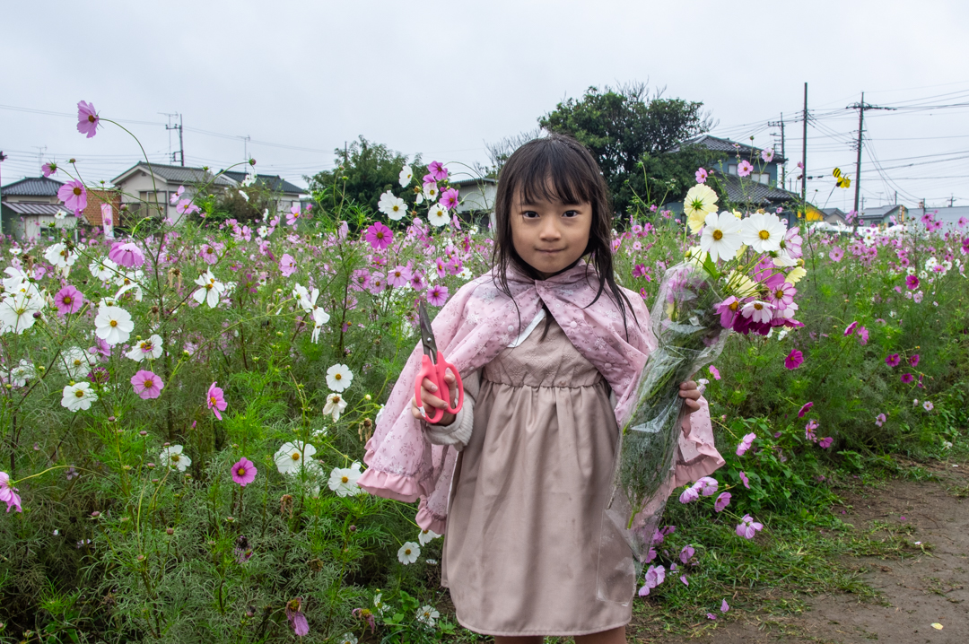 わしのみやコスモスフェスタ2025年令和7年度