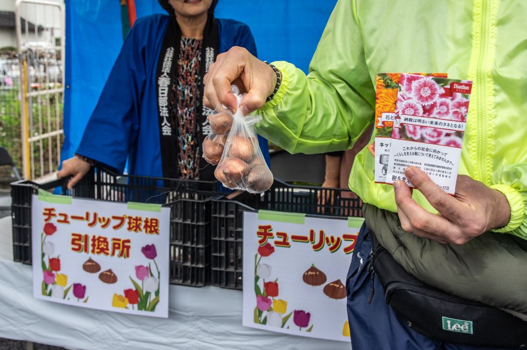 わしのみやコスモスフェスタ2025年令和7年度