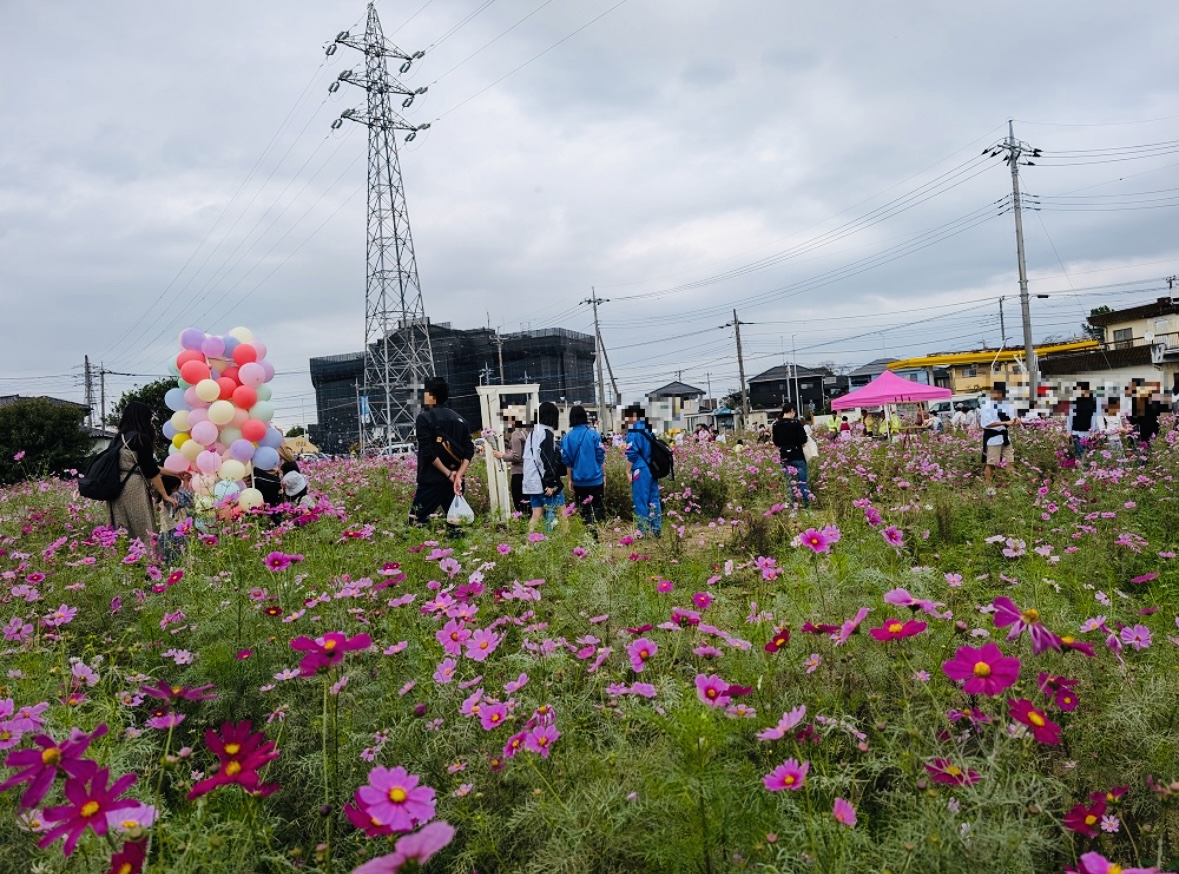 鷲宮わしのみやコスモスフェスタ2025