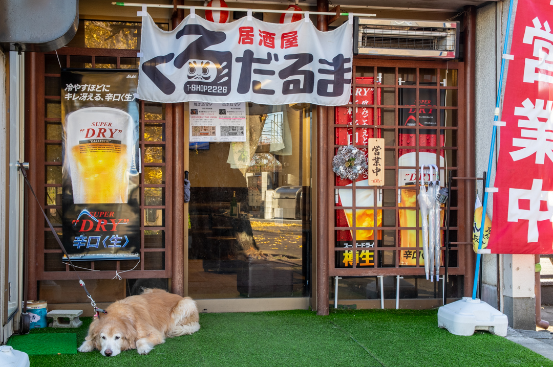 久喜市鷲宮にある居酒屋くろだるま