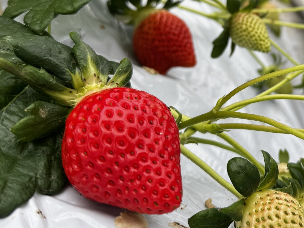 久喜市のいちご狩りむさしのふぁーむではべにたまも食べ放題！あまりんの直売もある