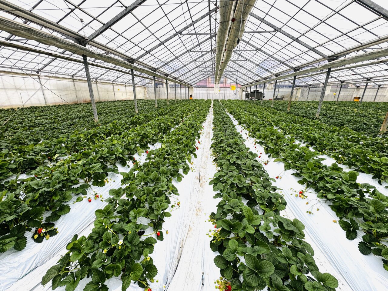 久喜市のいちご狩りむさしのふぁーむではべにたまも食べ放題！あまりんの直売もある