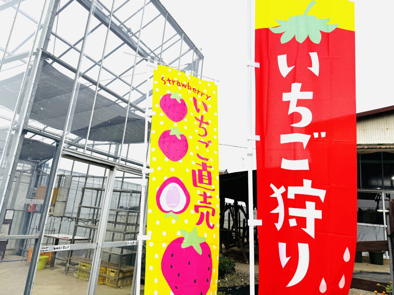 久喜市のいちご狩りむさしのふぁーむではべにたまも食べ放題！あまりんの直売もある