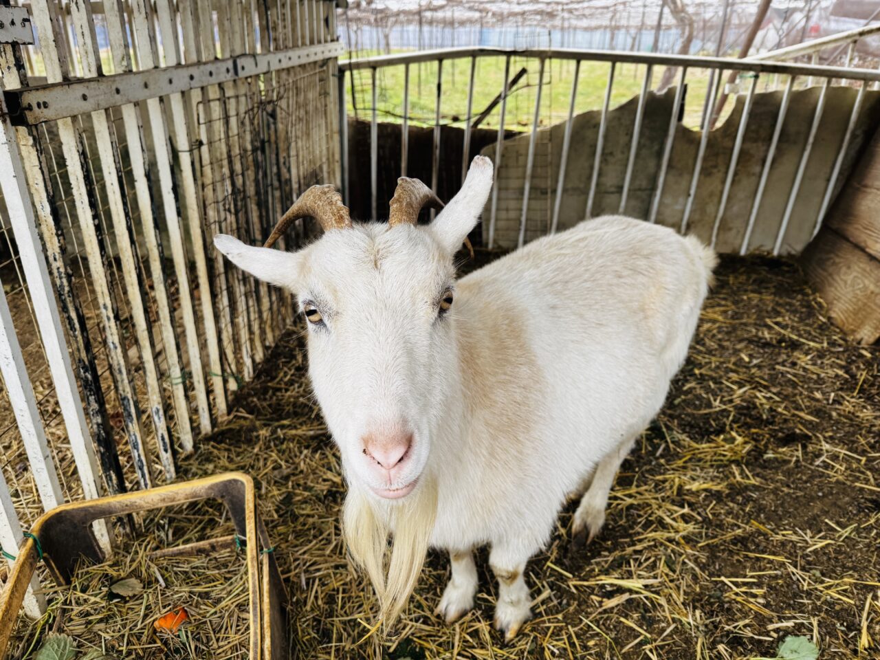 久喜市のいちご狩りむさしのふぁーむではべにたまも食べ放題！あまりんの直売もある