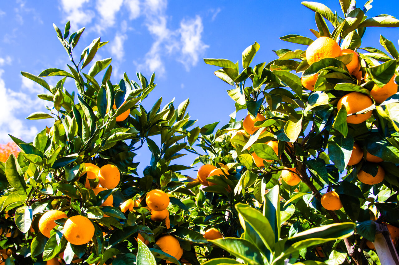 久喜市でみかんの苗木が配布されます