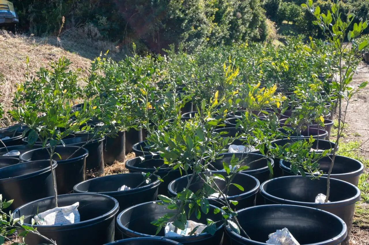 久喜市でみかんの苗木