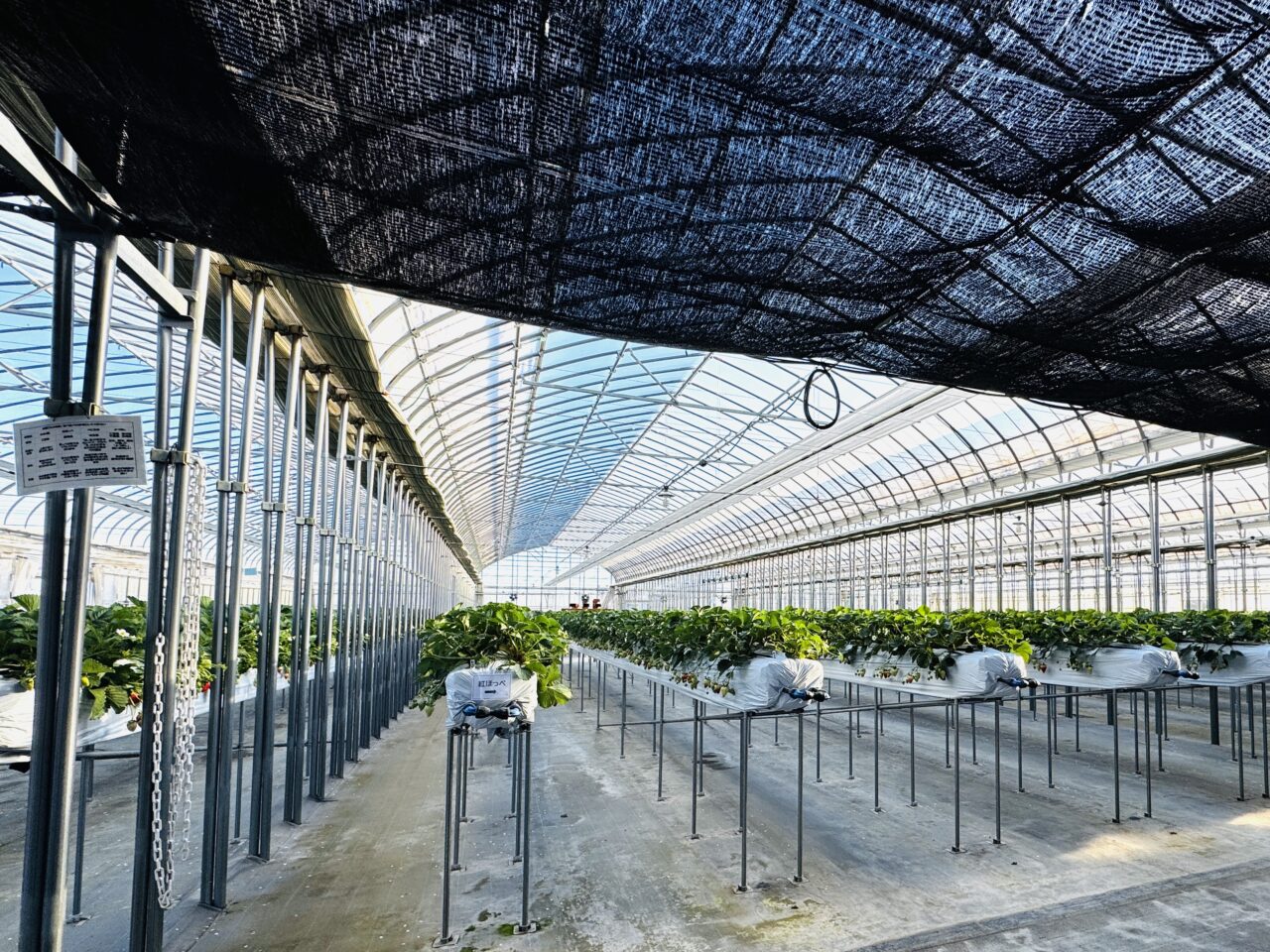 甘さ・大きさ・味の安定を最優先してる証拠