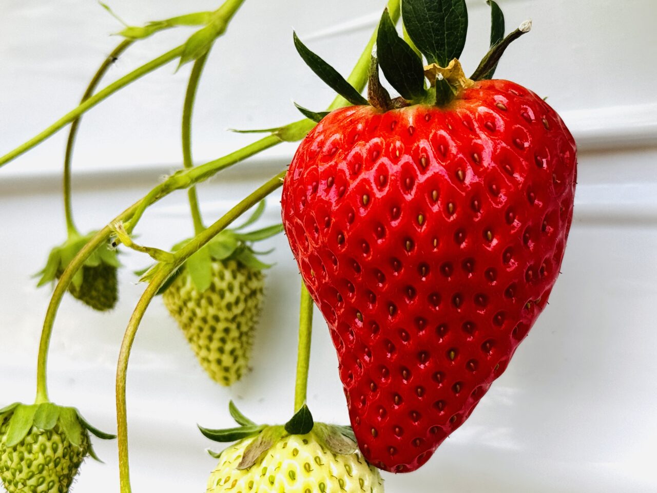 久喜・菖蒲モラージュ近くのいちご狩り苺ファームあおき