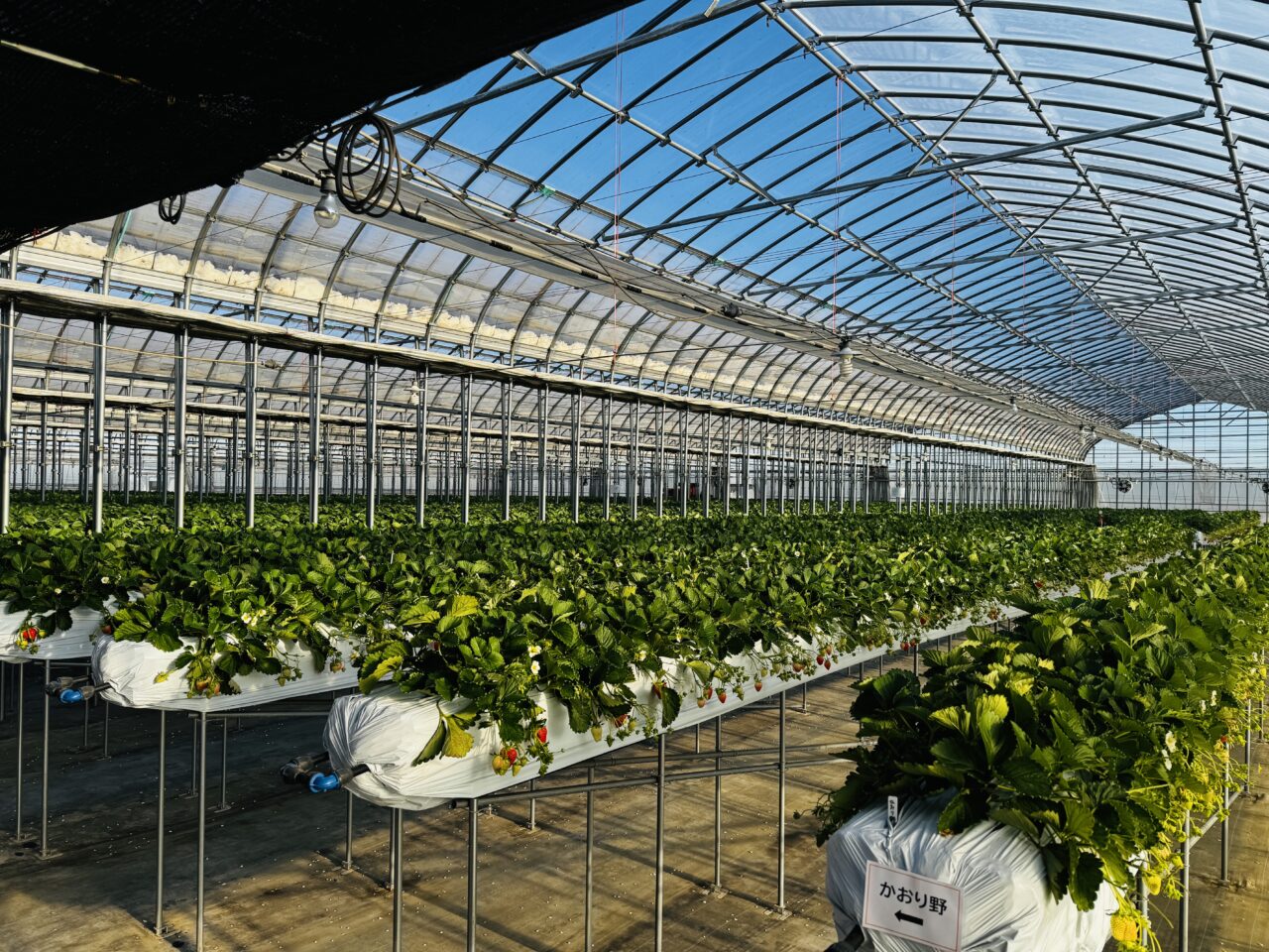 久喜・菖蒲モラージュ近くのいちご狩り苺ファームあおき