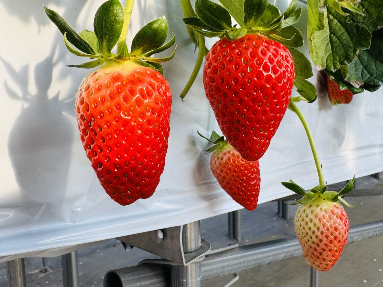 甘さ・大きさ・味の安定を最優先してる証拠