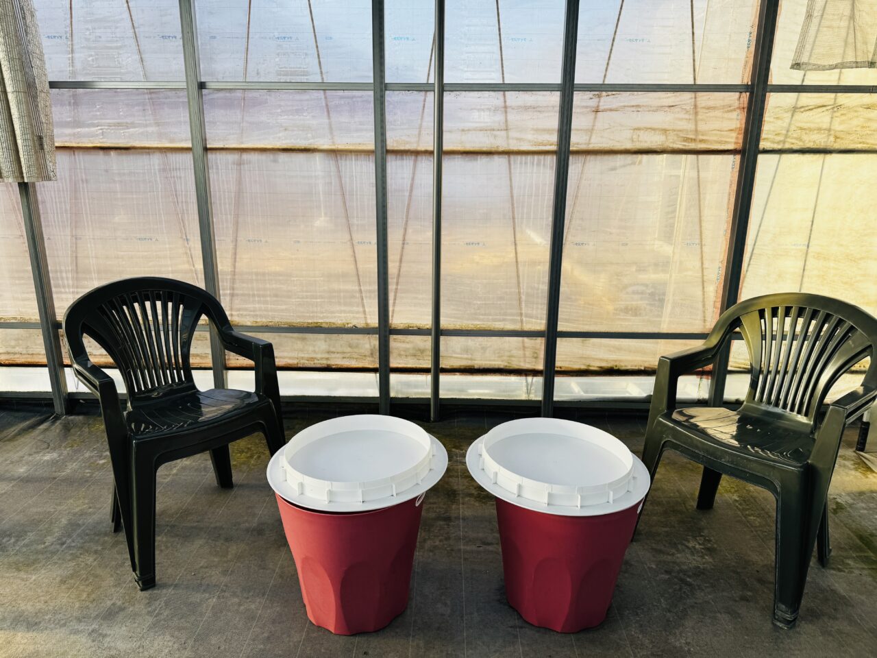 久喜・菖蒲モラージュ近くのいちご狩り苺ファームあおき