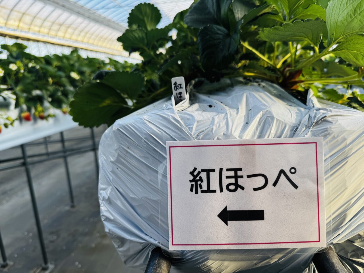 甘さ・大きさ・味の安定を最優先してる証拠