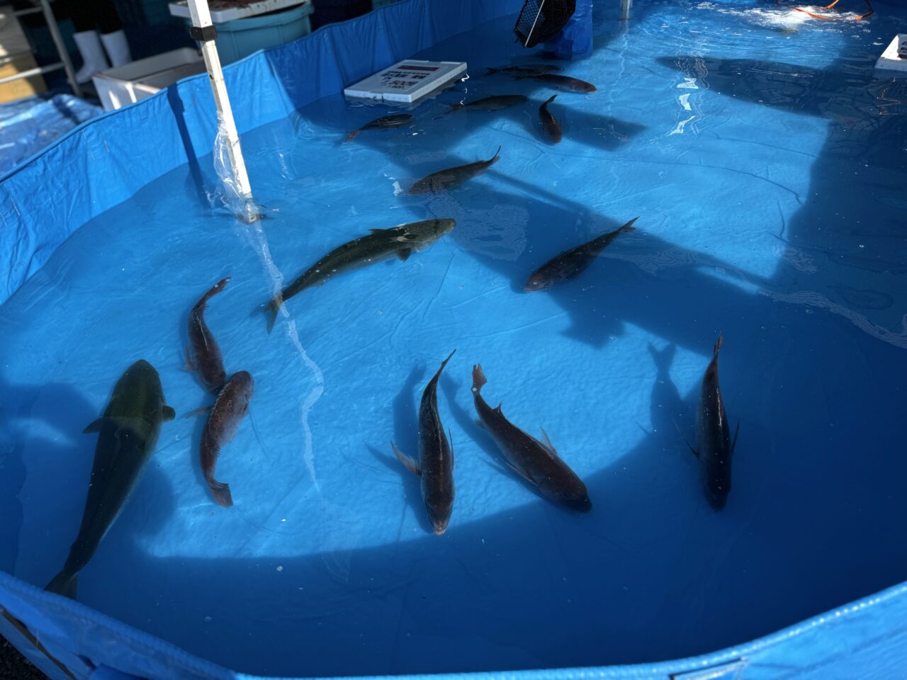 エムズタウンのお魚シャトル豊洲市場