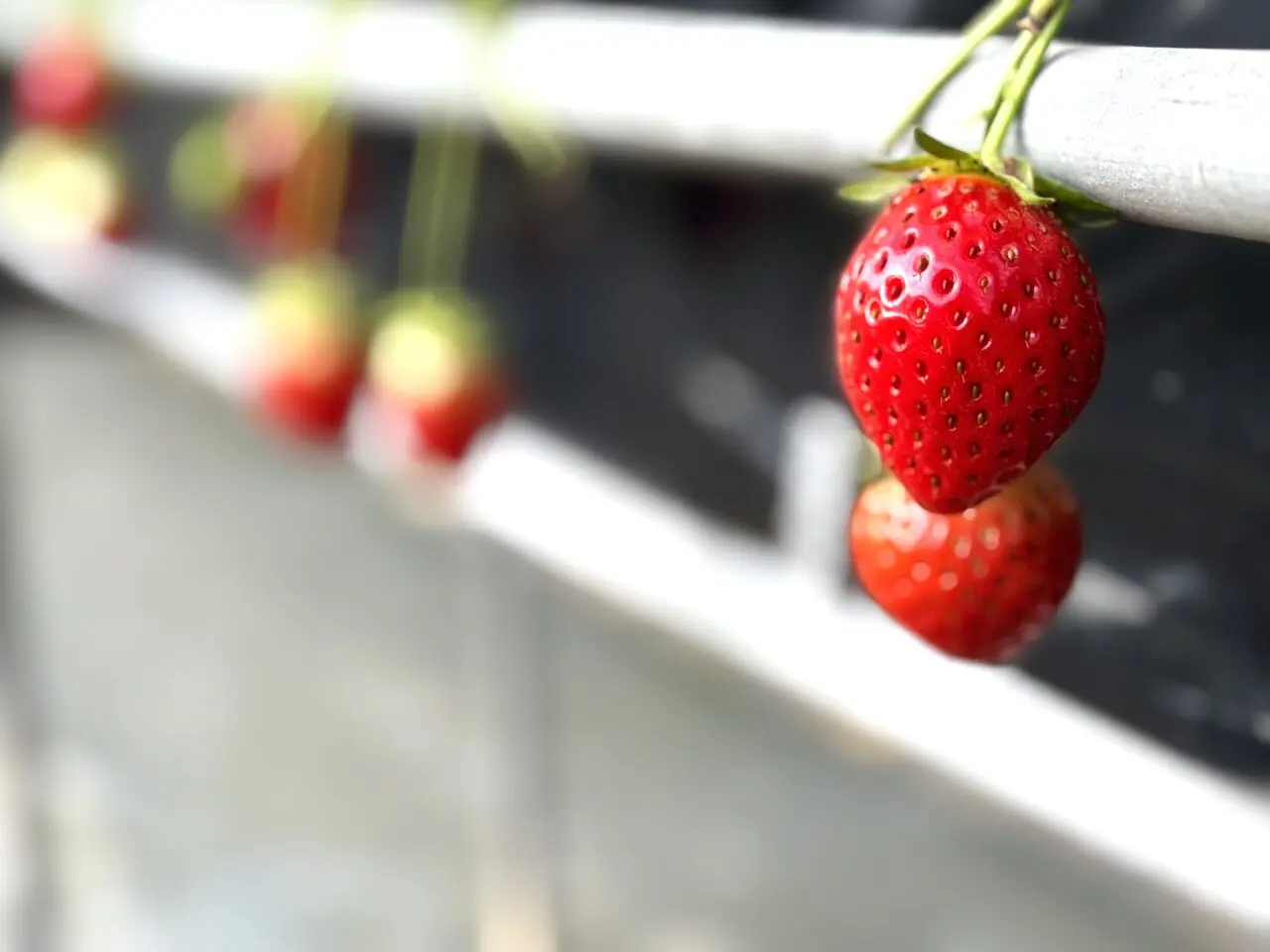 埼玉県久喜市菖蒲グリーンセンターのいちご狩り
