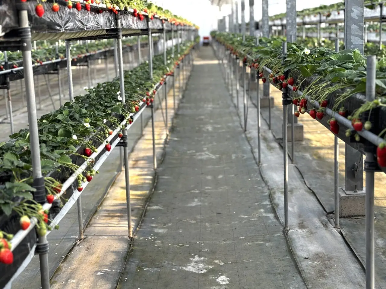 菖蒲グリーンセンターのいちご狩り