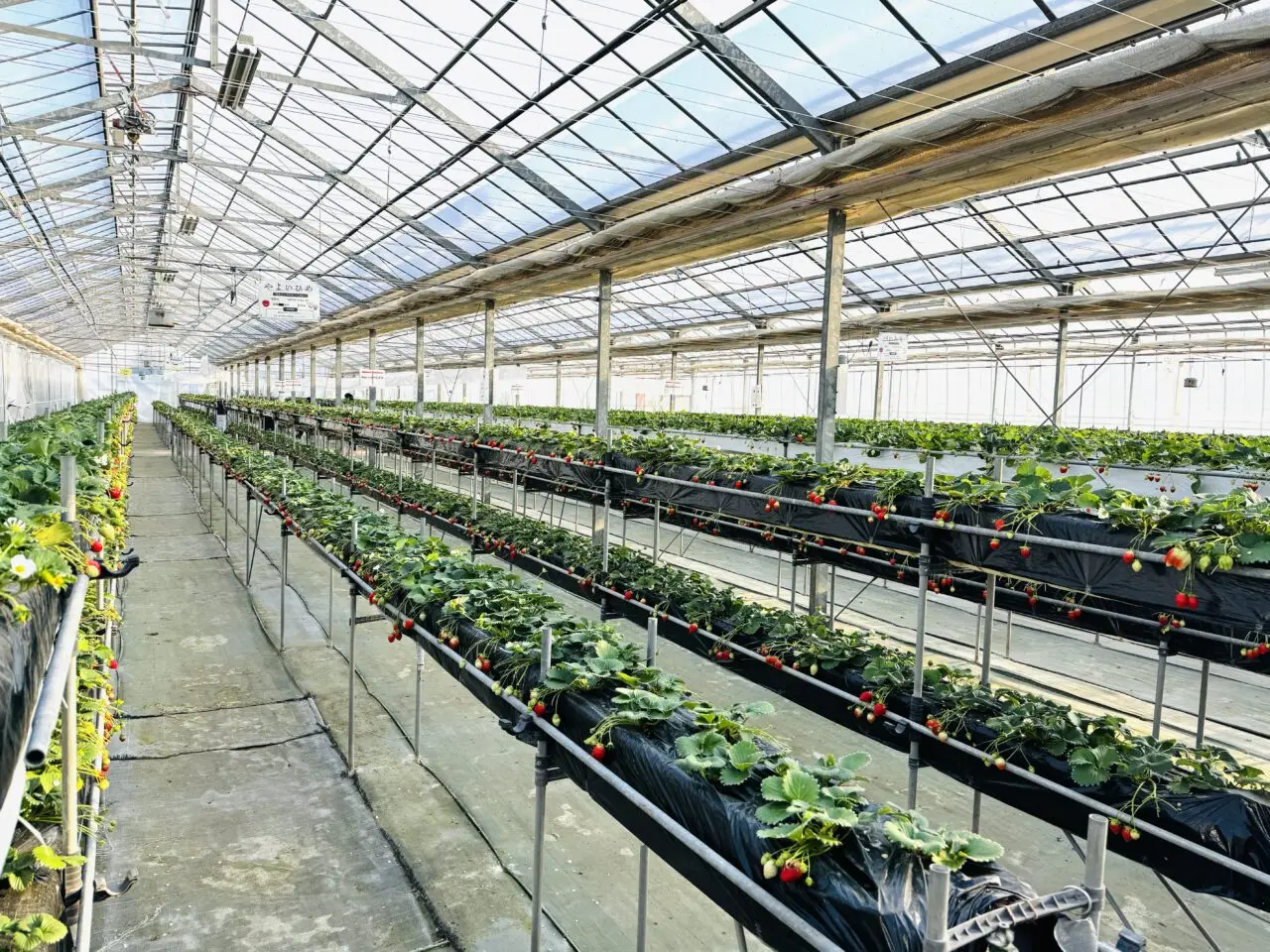 菖蒲グリーンセンターのいちご狩り