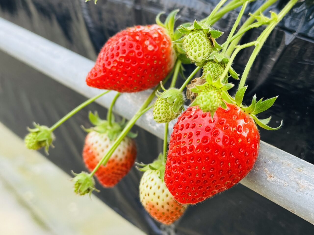 埼玉県久喜市菖蒲グリーンセンターのいちご狩り