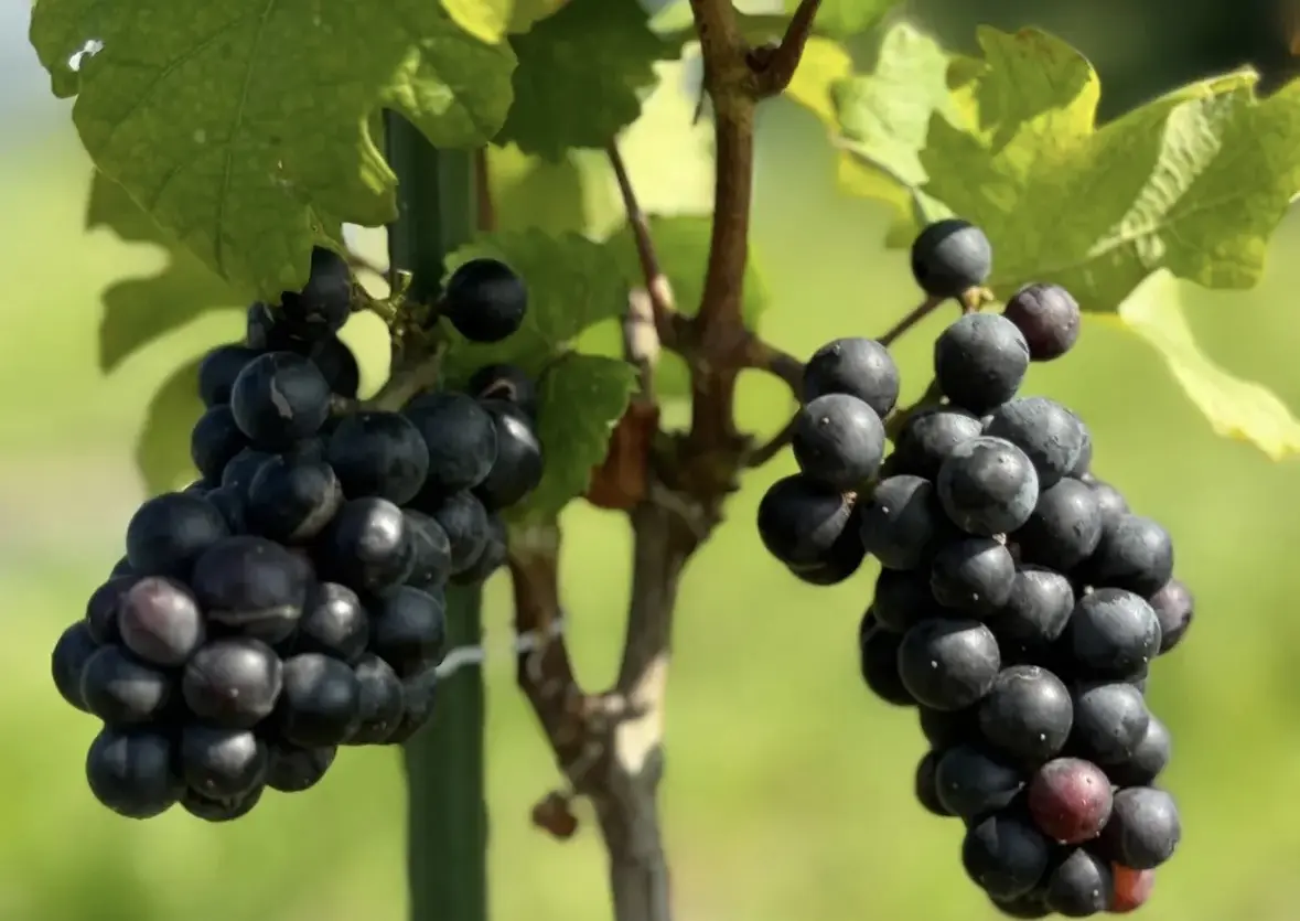 幸手市初となるワインづくりに向けた植樹イベントが開催されます