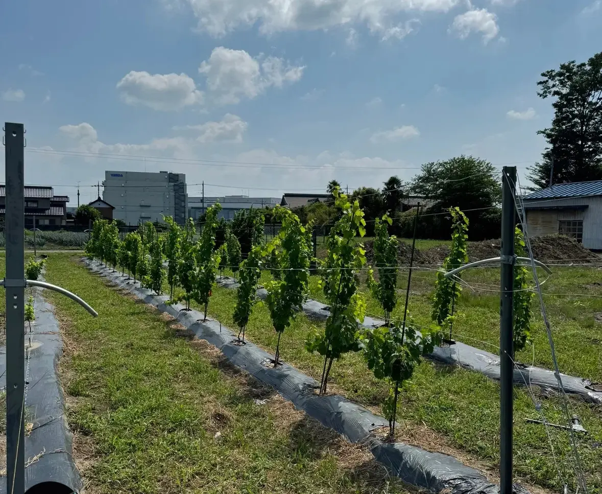 ぶどうの栽培を中心にワイン醸造を学ぶ中で、自身の出身地である幸手市で
ワイナリーを創り、栽培やワイン造りを行い地域への恩返しやワインを楽しめる環境
を作りたいと考えたためです。