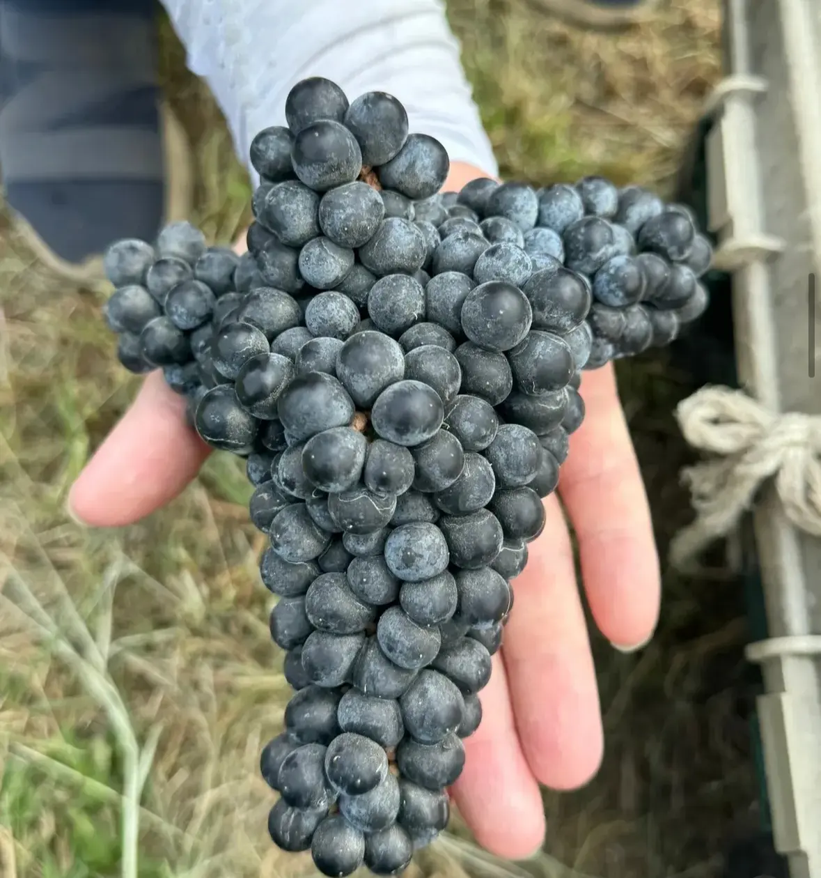 幸手市初となるワインづくりに向けた植樹イベントが開催されます
